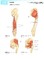 Sobotta  Atlas of Human Anatomy  Trunk, Viscera,Lower Limb Volume2 2006, page 325